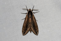 Sphinx ligustri-7047