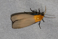 Lithosia quadra-7460