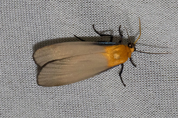 Lithosia quadra-7460