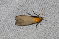 Lithosia quadra-7461