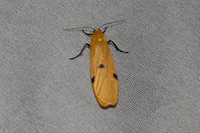 Lithosia quadra-7428