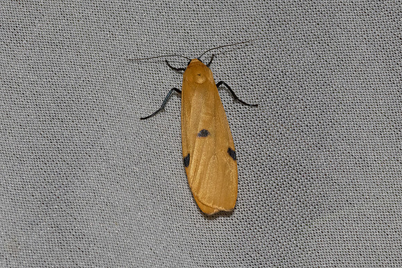 Lithosia quadra-7428