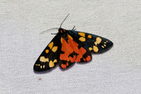 Callimorpha dominula-7309