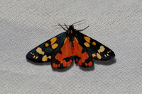 Callimorpha dominula-7310