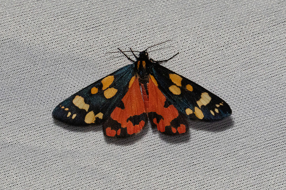 Callimorpha dominula-7310