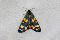 Callimorpha dominula-7338 - Les Rousses - 27/06/26
