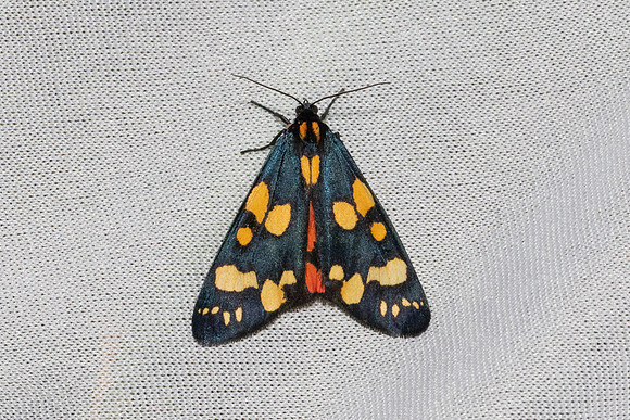 Callimorpha dominula-7338 - Les Rousses - 27/06/26
