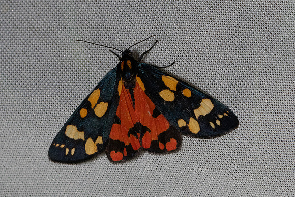 Callimorpha dominula-7311