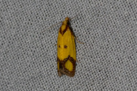 Agapeta zoegana-6997 - Les rousses - 26/06/26