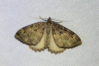 Triphosa dubitata-7003 - Les Rousses - 26/06/26