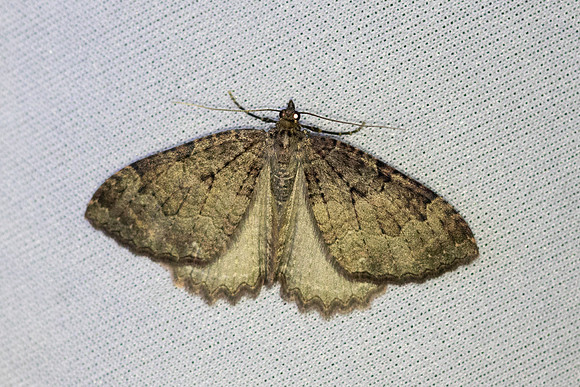 Triphosa dubitata-7003 - Les Rousses - 26/06/26