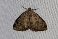 Triphosa dubitata -7012