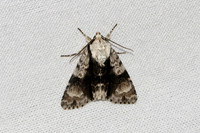 Acronicta alni-7453
