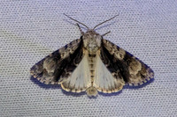 Acronicta alni-7449
