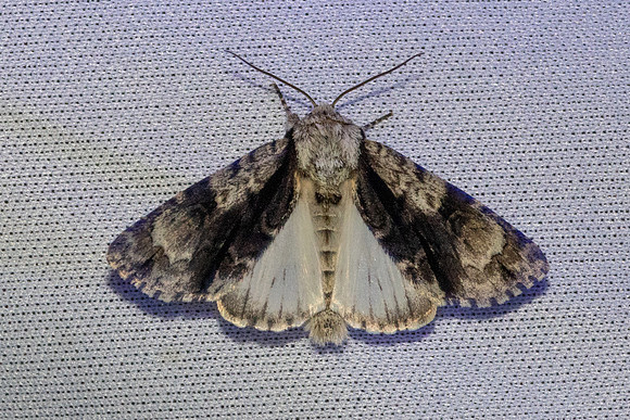Acronicta alni-7449