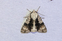 Acronicta alni-7447