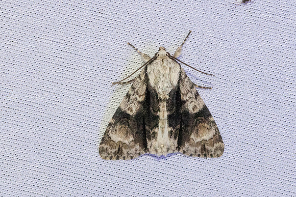 Acronicta alni-7447