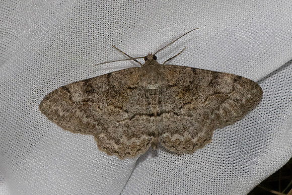 Alcis repandata-7354 - Les Rousses - 27/06/26