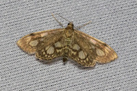 Anania coronata-7469 - Les Rousses - 28/06/26