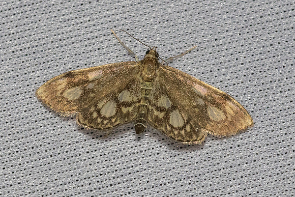 Anania coronata-7469 - Les Rousses - 28/06/26