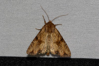Apamea sublustris-7350 - Les Rousses - 27/06/26