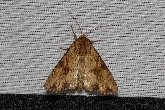 Apamea sublustris-7350 - Les Rousses - 27/06/26