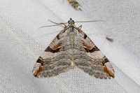 Aplocera praeformata-7394 - Les rousses - 27/06/26
