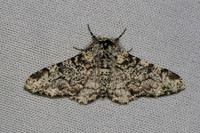 Biston betularia-7432