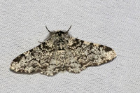 Biston betularia-7425