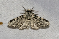 Biston betularia-7439 - Les Rousses - 28/06/26