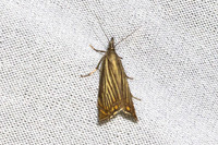 Chrysoteuchia culmella-7322 - Les Rousses - 27/06/26