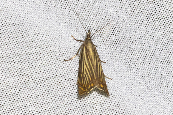 Chrysoteuchia culmella-7322 - Les Rousses - 27/06/26