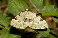 Colostygia pectinataria-7411 - Les Rousses - 28/06/26