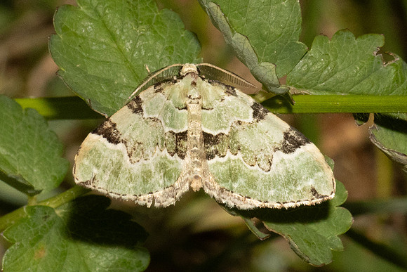 Colostygia pectinataria-7411 - Les Rousses - 28/06/26