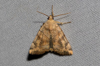 Cosmia trapezina-7296