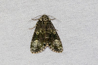 Craniophora ligustri-7391 - Les Rousses - 27/06/26