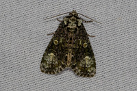 Craniophora ligustri-7369 - Les Rousses - 27/06/26