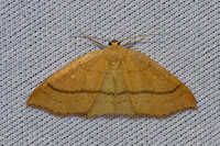 Cyclophora linearia-7026 - Les Rousses - 26/06/26