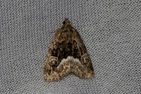 Deltote pygarga-7301