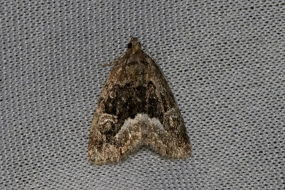 Deltote pygarga-7301