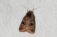 Diarsia brunnea-7340 - Les Rousses - 27/06/26