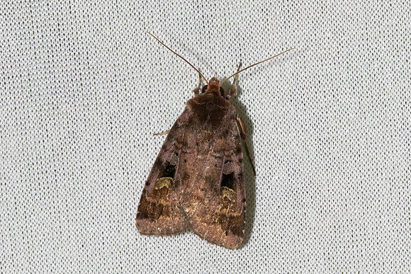 Diarsia brunnea-7340 - Les Rousses - 27/06/26