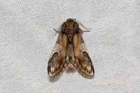 Notodonta ziczac-7423