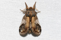 Notodonta ziczac-7410