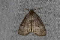 Ochropacha duplaris-7304
