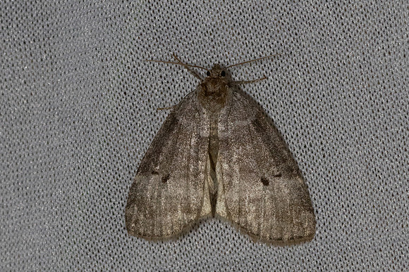 Ochropacha duplaris-7304