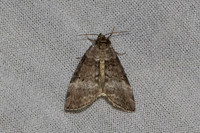 Ochropacha duplaris-7289 - Les Rousses - 27/06/26