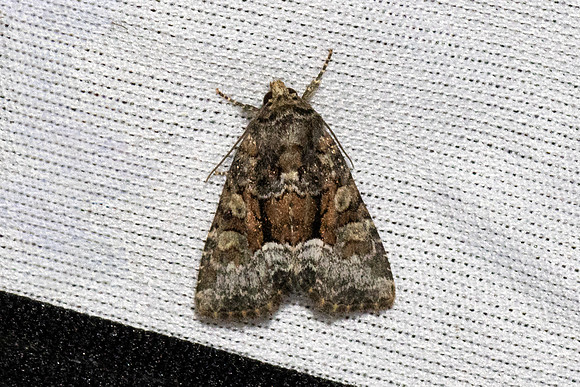Oligia strigilis-7015