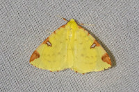Opisthograptis luteolata-7328 - Les Rousses - 27/06/26