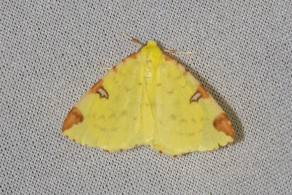 Opisthograptis luteolata-7328 - Les Rousses - 27/06/26